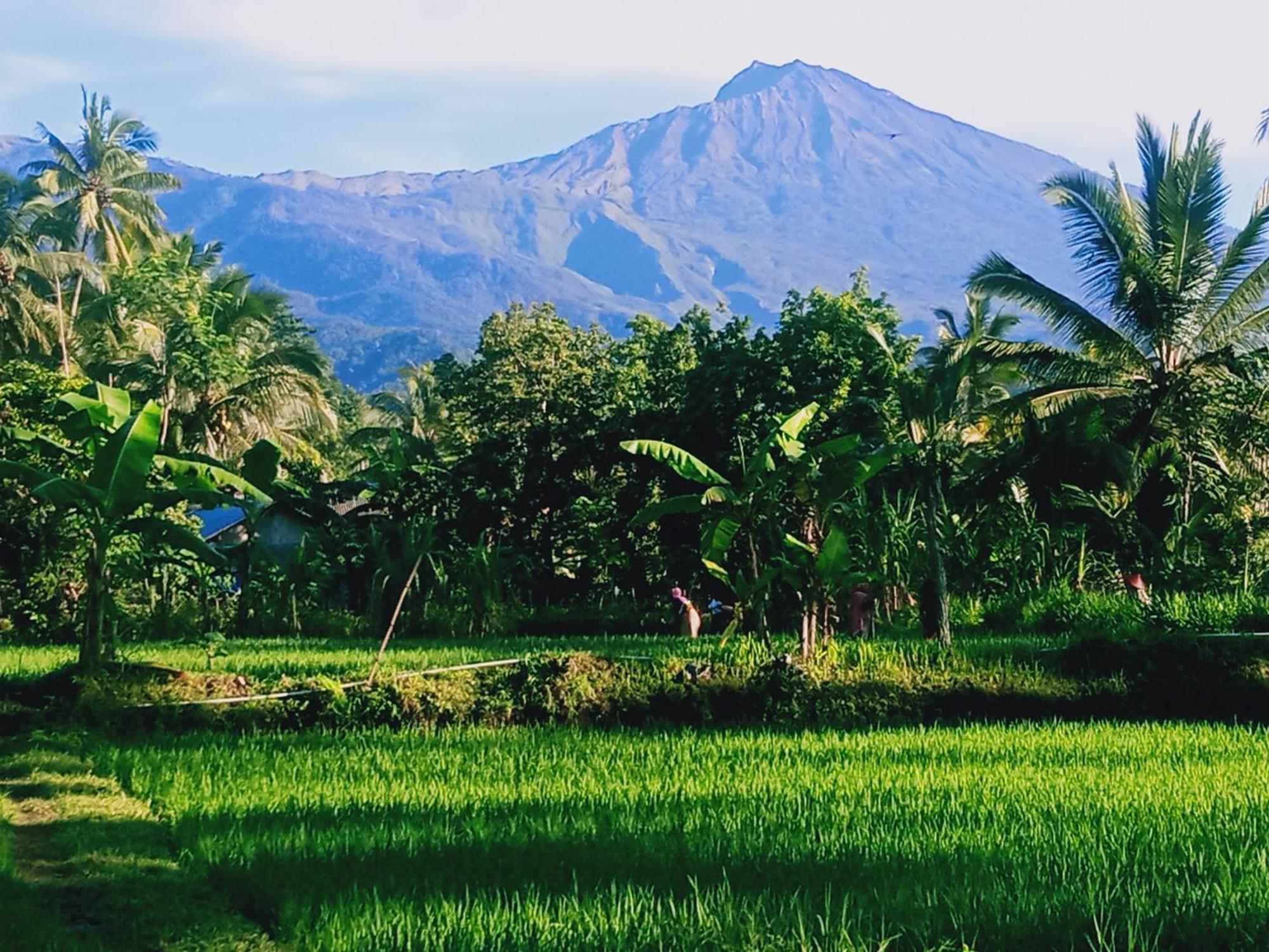 Coconut Homestay Tetebatu Luaran gambar